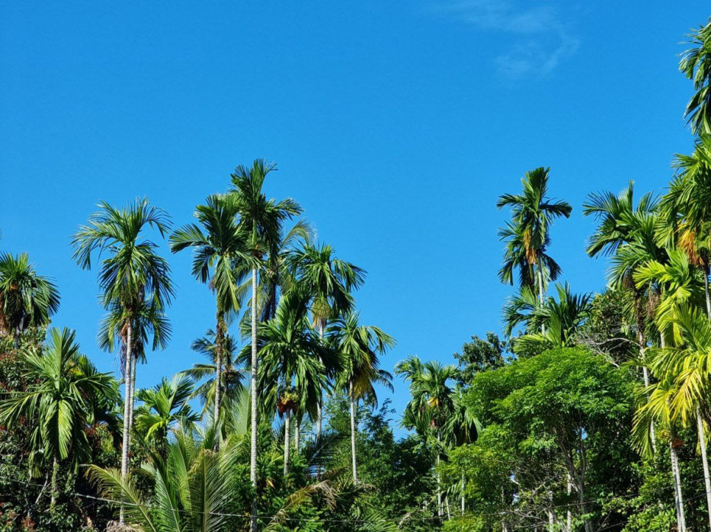 Potensi Gampong Bueng, Tanaman Pinang